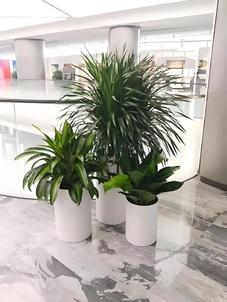 想让海曙空间焕新？植物租摆设计超关键！速来了解